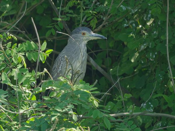 <h3>Nycticorax&nbsp;nycticorax / Black‑crowned&nbsp;night&nbsp;heron / Kwak</h3>OM-1 Mark II met OLYMPUS M.150-400mm F4.5 TC, 1/2000 sec  bij F5.6, ISO 4000, afstand 46.6&nbsp;m